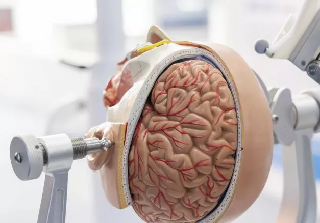 В Китае сделали робота с живым мозгом Мозг собрали из человеческих стволовых клеток 