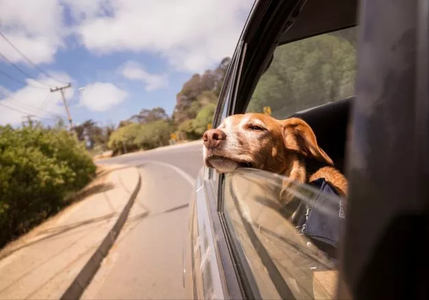 Как путешествовать с питомцем Топ-10 сервисов для путешествия с собакой или кошкой