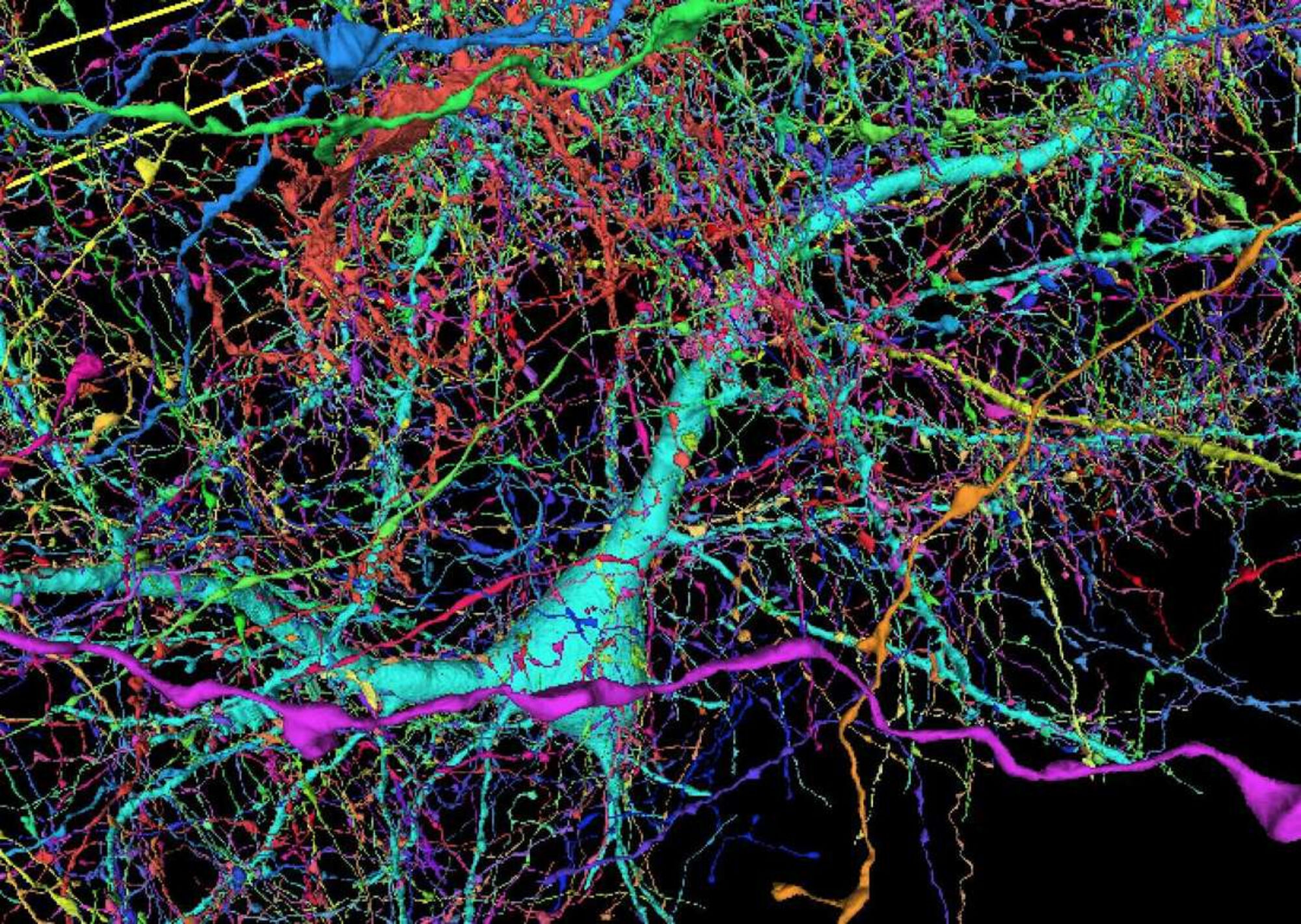 <i>Google </i>и ученые из Гарварда сделали самую детализированную 3<i>D-</i>карту мозга