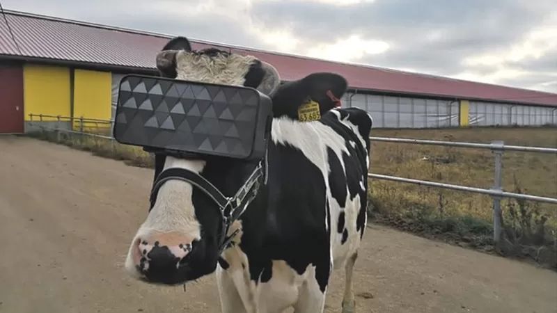 Коровы лучше доятся в <i>VR</i>