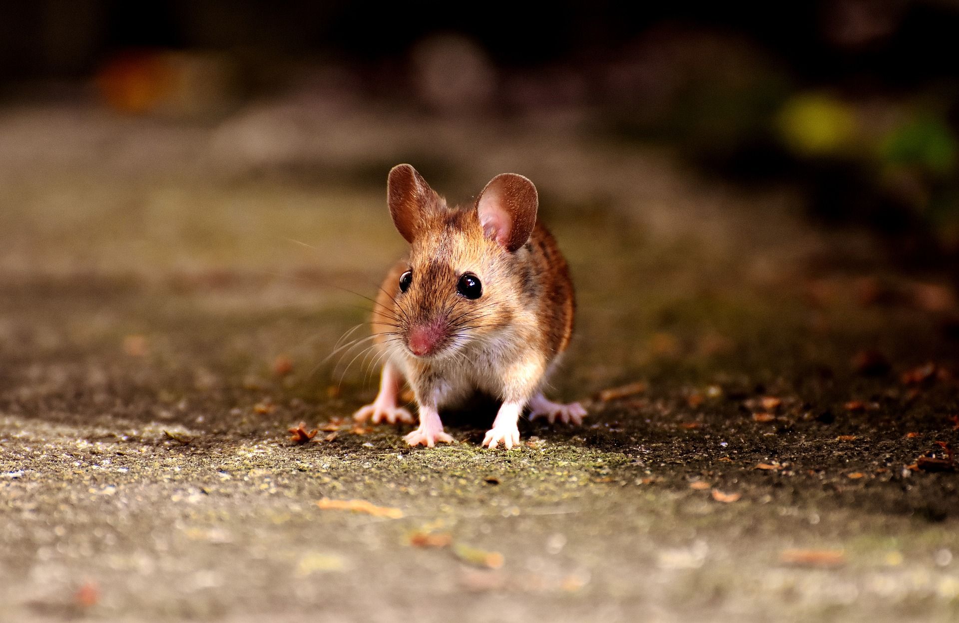ДНК мыши хотят сделать ключом для криптовалютного кошелька