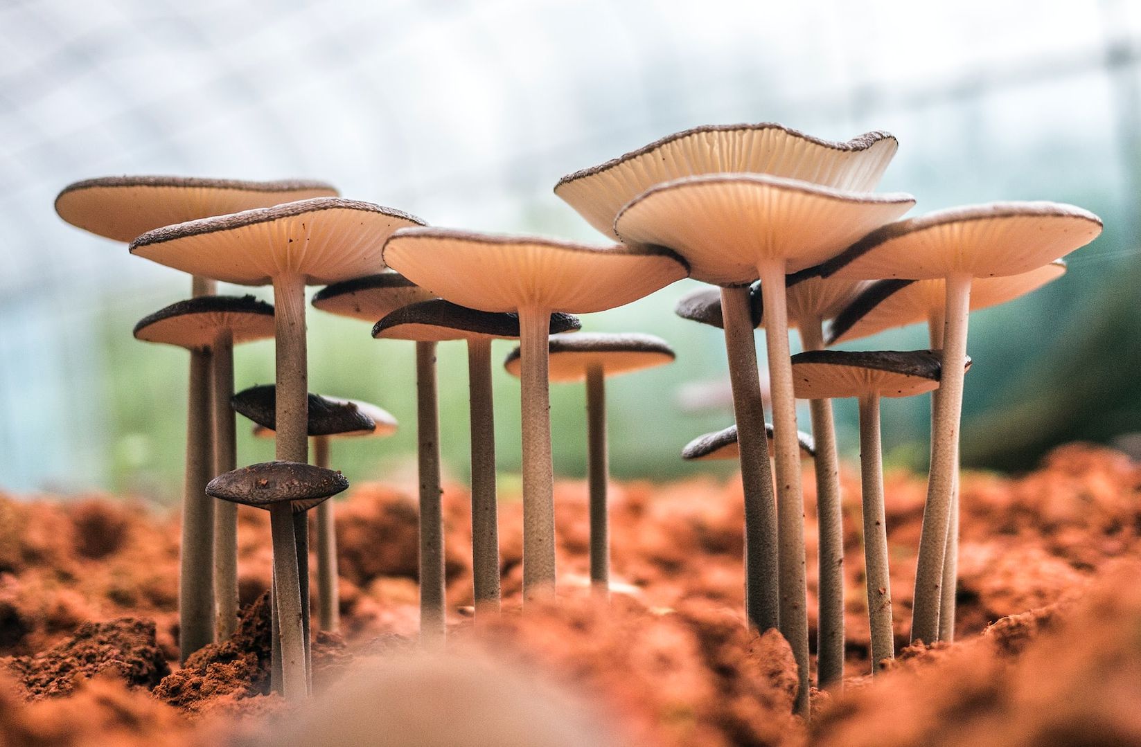 Подложку для микросхем можно сделать из грибов