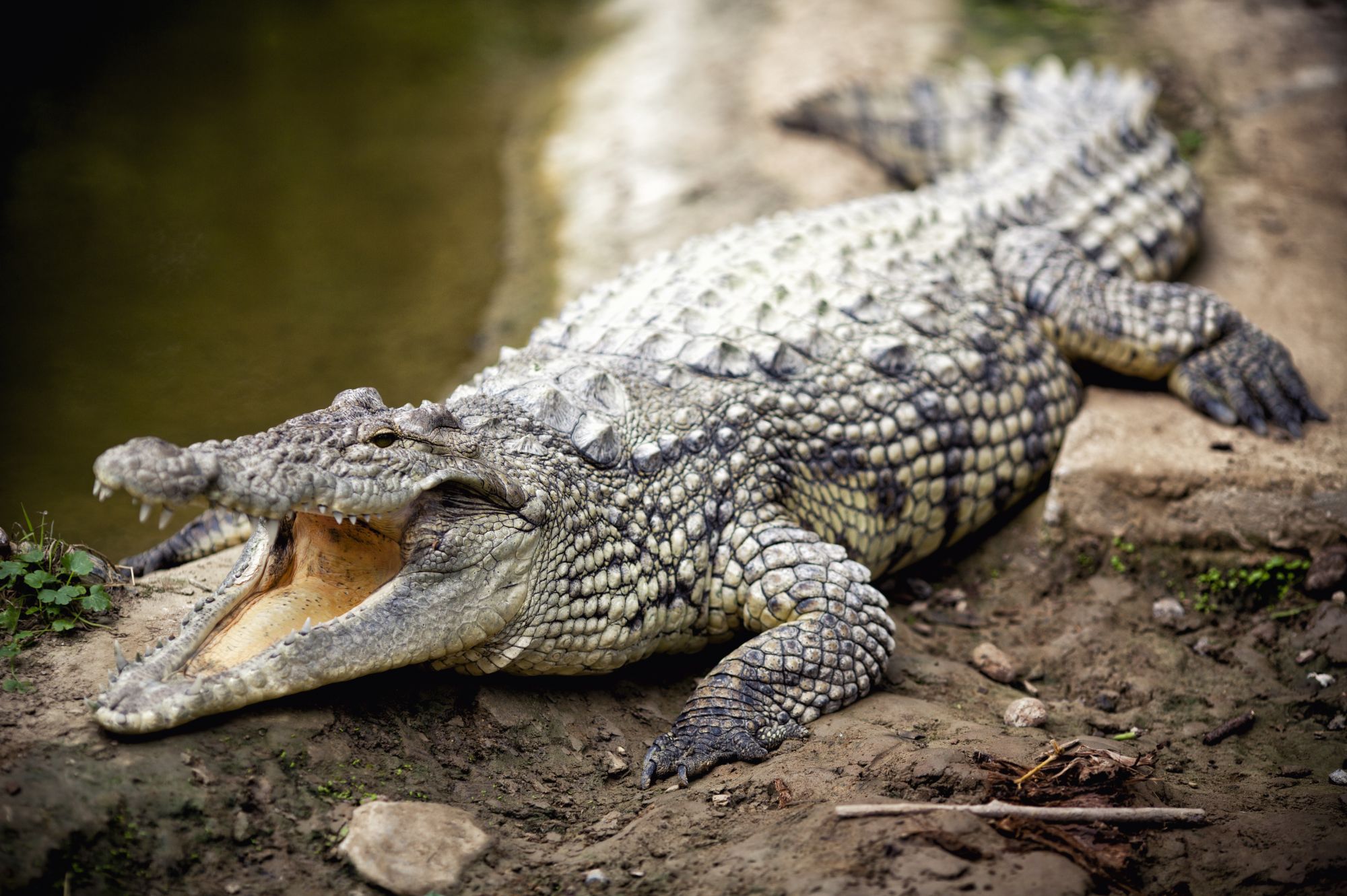 А слово «крокодил» — производным от «крокодить»