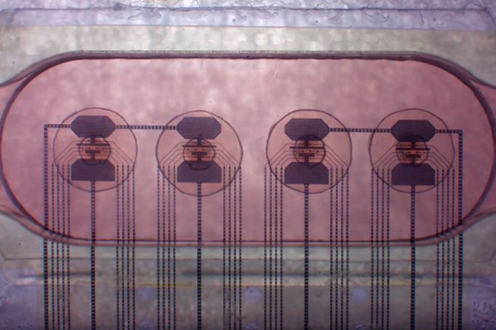 Запущен первый в мире биопроцессор на <i>16 </i>органоидах мозга