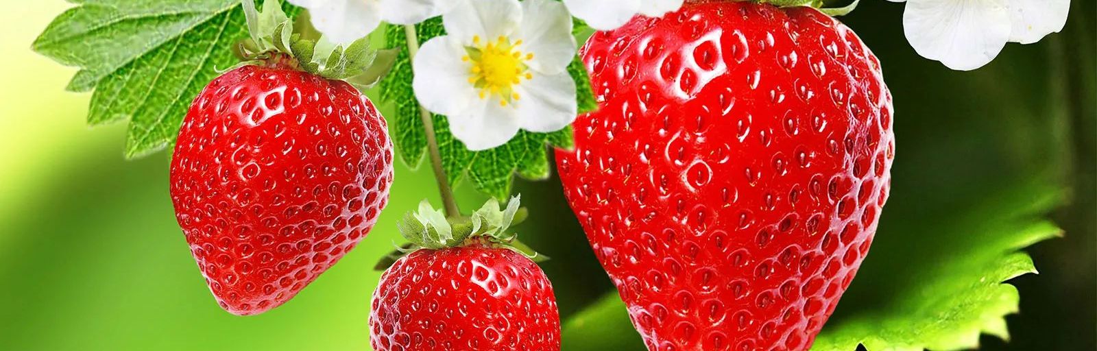 ИИ не может пересчитать буквы в слове «<i>strawberry</i>»